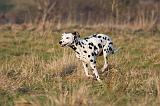 DALMATIEN 442